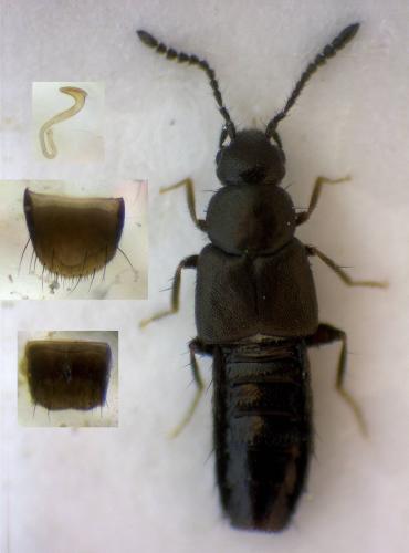 Réf. 300 348 : Atheta malleiformis